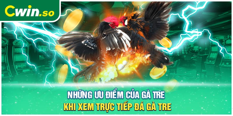 Những ưu điểm của gà tre khi xem trực tiếp đá gà tre