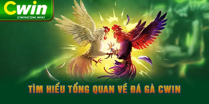 Tìm hiểu tổng quan về đá gà CWIN